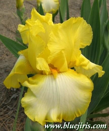 Photo of Tall Bearded Iris (Iris 'Lemon Fever') uploaded by Calif_Sue