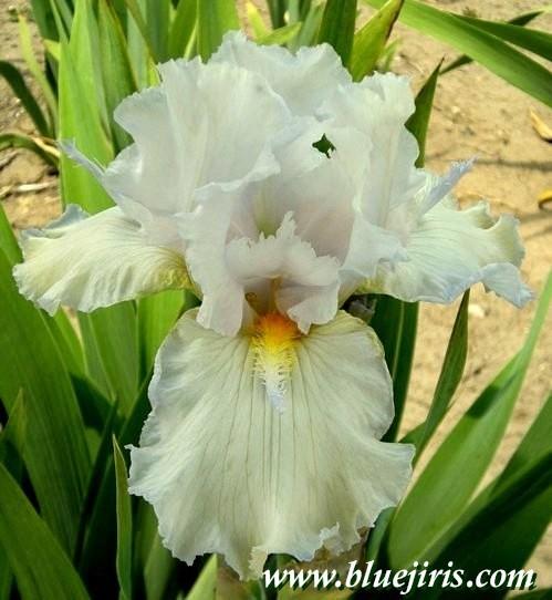 Photo of Tall Bearded Iris (Iris 'Let's Pretend') uploaded by Calif_Sue