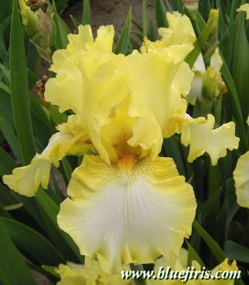 Photo of Tall Bearded Iris (Iris 'Lemon Silence') uploaded by Calif_Sue