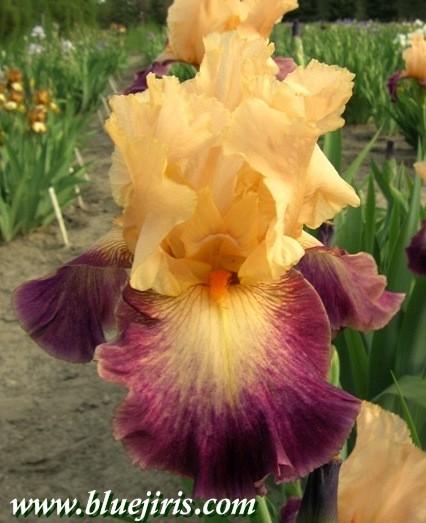Photo of Tall Bearded Iris (Iris 'Let's Boogie') uploaded by Calif_Sue