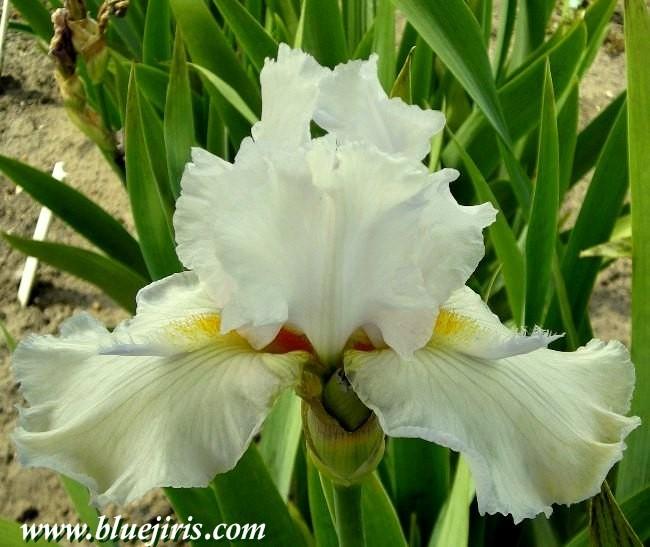 Photo of Tall Bearded Iris (Iris 'Let's Pretend') uploaded by Calif_Sue