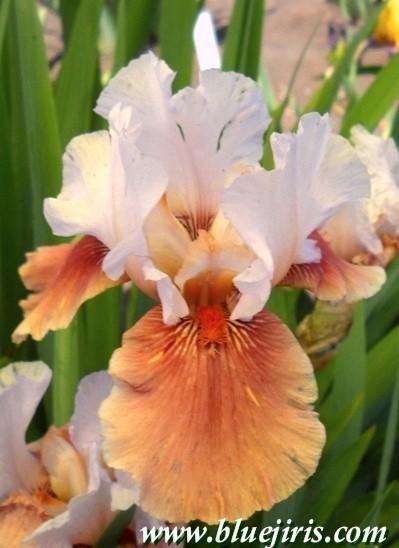 Photo of Tall Bearded Iris (Iris 'Leaps and Bounds') uploaded by Calif_Sue