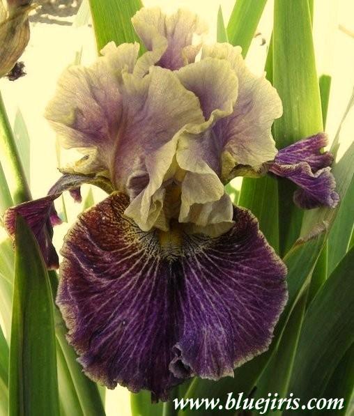 Photo of Tall Bearded Iris (Iris 'Let's Be Friends') uploaded by Calif_Sue
