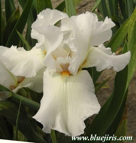Photo of Tall Bearded Iris (Iris 'Lighted Lantern') uploaded by Calif_Sue