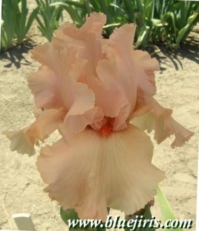 Photo of Tall Bearded Iris (Iris 'Larue Boswell') uploaded by Calif_Sue