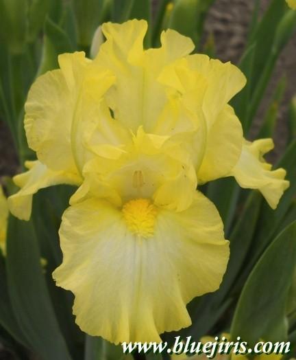 Photo of Intermediate Bearded Iris (Iris 'Limonada') uploaded by Calif_Sue