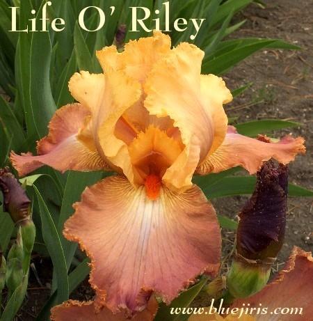 Photo of Tall Bearded Iris (Iris 'Life of Riley') uploaded by Calif_Sue