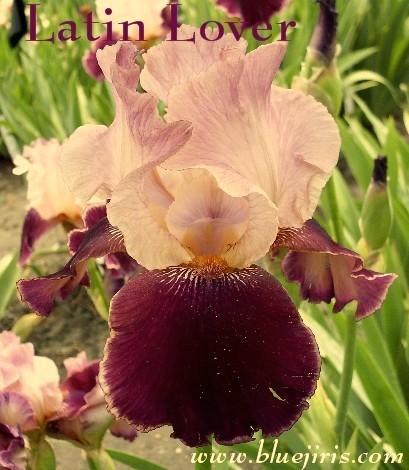 Photo of Tall Bearded Iris (Iris 'Latin Lover') uploaded by Calif_Sue