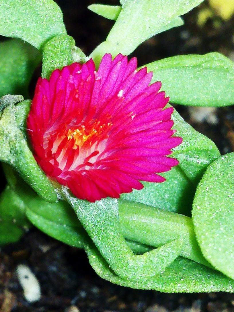 Photo of Baby Sunrose (Mesembryanthemum cordifolium) uploaded by Jookieblue