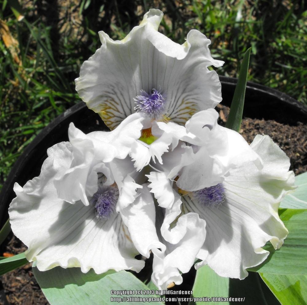 Photo of Intermediate Bearded Iris (Iris 'Tickle the Ivories') uploaded by OldGardener