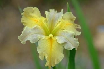 Photo of Louisiana Iris (Iris 'Sun and Surf') uploaded by eclayne