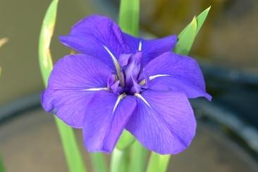 Photo of Species Iris (Iris laevigata) uploaded by eclayne