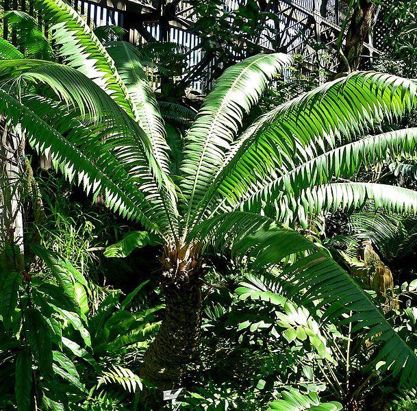 Photo of Giant Dioon (Dioon spinulosum) uploaded by robertduval14