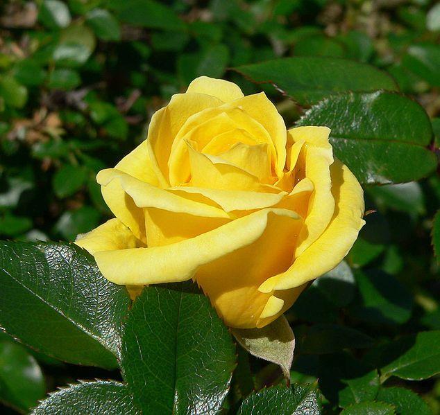 Photo of Rose (Rosa 'Dorola') uploaded by robertduval14