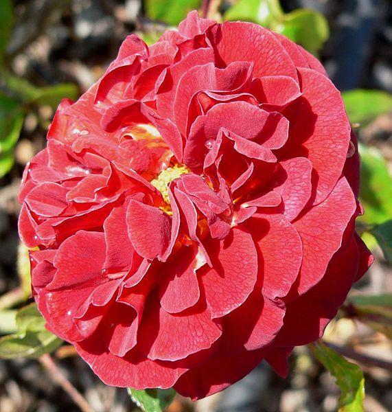 Photo of Rose (Rosa 'Brown Velvet') uploaded by robertduval14
