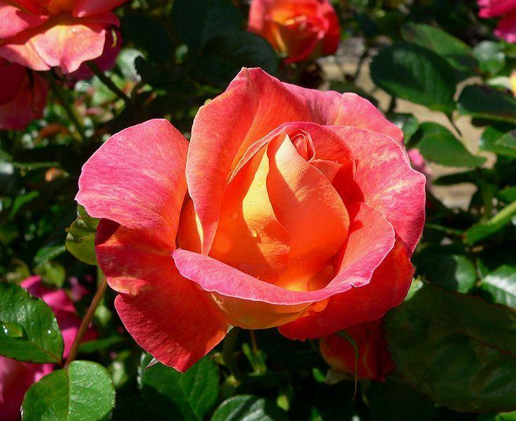 Photo of Rose (Rosa 'Decor Arlequin') uploaded by robertduval14
