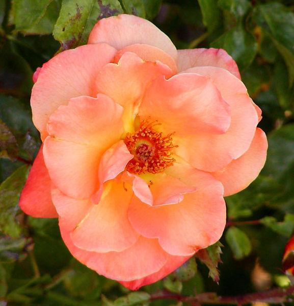 Photo of Rose (Rosa 'Apricot Nectar') uploaded by robertduval14