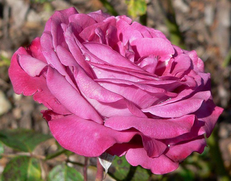 Photo of Rose (Rosa 'Blue Chip') uploaded by robertduval14