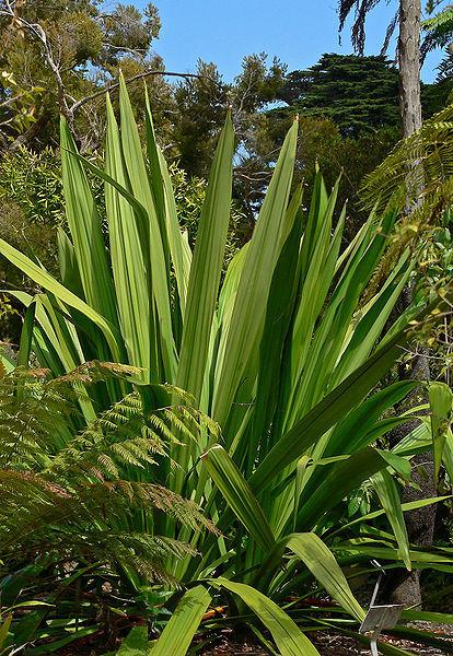 Photo of Spear Lily (Doryanthes palmeri) uploaded by robertduval14