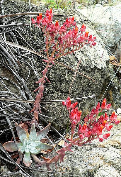 Photo of Canyon Live-forever (Dudleya cymosa) uploaded by robertduval14