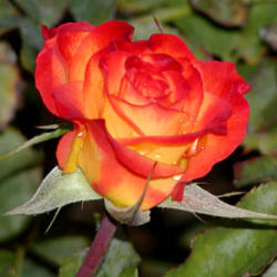 Location: San Jose Heritage Rose Garden.
Date: October
photo by Stan Shebs