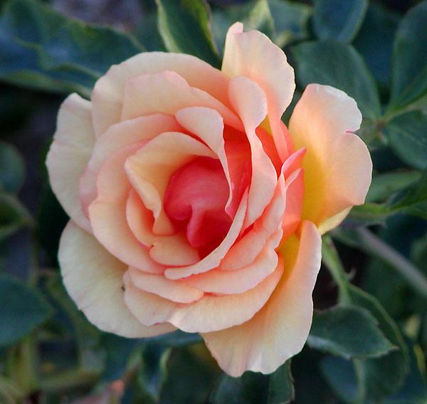 Photo of Rose (Rosa 'Anne Harkness') uploaded by robertduval14