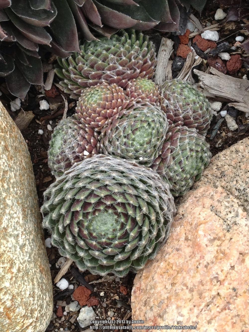 Photo of Hen and Chicks (Sempervivum arachnoideum 'Pygmalion') uploaded by t1nkerbelle