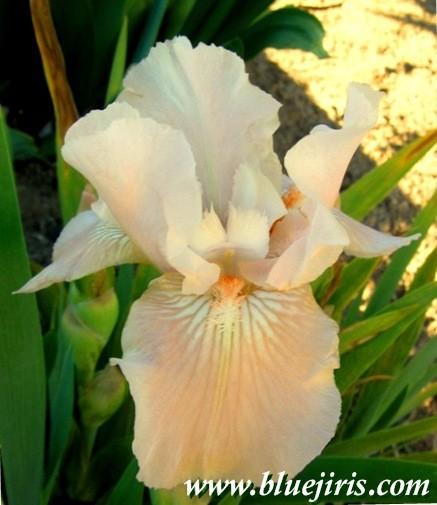 Photo of Intermediate Bearded Iris (Iris 'Little Mermaid') uploaded by Calif_Sue
