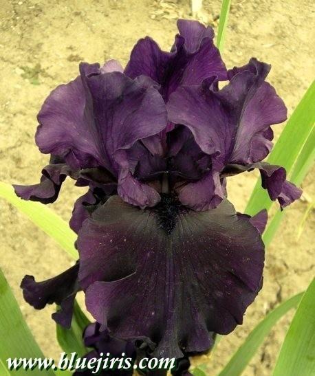 Photo of Tall Bearded Iris (Iris 'Lord of the Night') uploaded by Calif_Sue