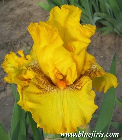 Photo of Tall Bearded Iris (Iris 'Louis d'Or') uploaded by Calif_Sue