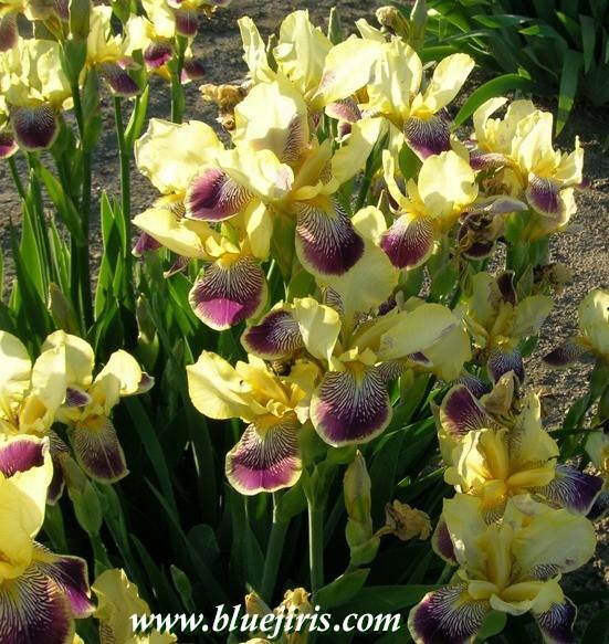 Photo of Intermediate Bearded Iris (Iris 'Loreley') uploaded by Calif_Sue