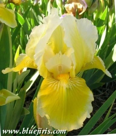Photo of Intermediate Bearded Iris (Iris 'Little Snow Lemon') uploaded by Calif_Sue