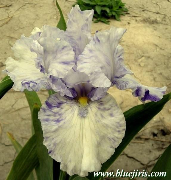 Photo of Border Bearded Iris (Iris 'Little Miss') uploaded by Calif_Sue