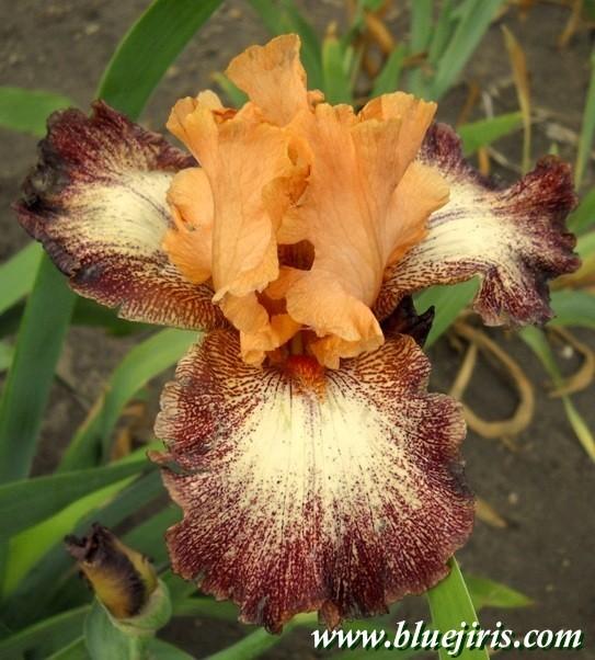 Photo of Tall Bearded Iris (Iris 'Llama Mama') uploaded by Calif_Sue