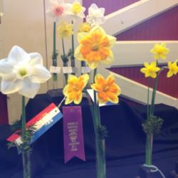 Location: Southwest Ohio Daffodil Society show
Date: April 7th 2013
Maria Pia was best in show