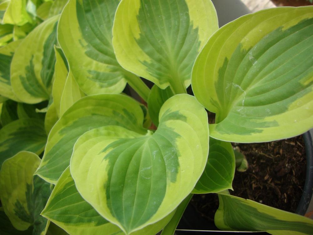 Photo of Hosta 'Brim Cup' uploaded by Paul2032