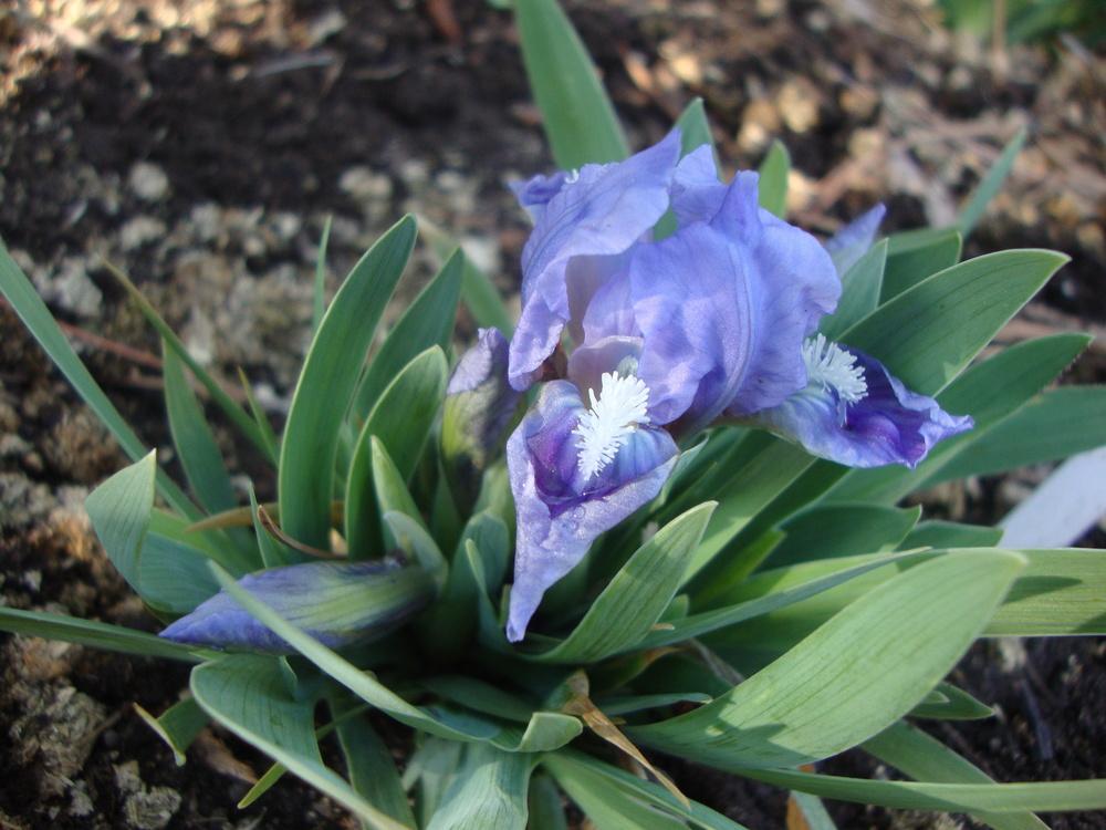 Photo of Miniature Dwarf Bearded Iris (Iris 'Hobbit') uploaded by Paul2032