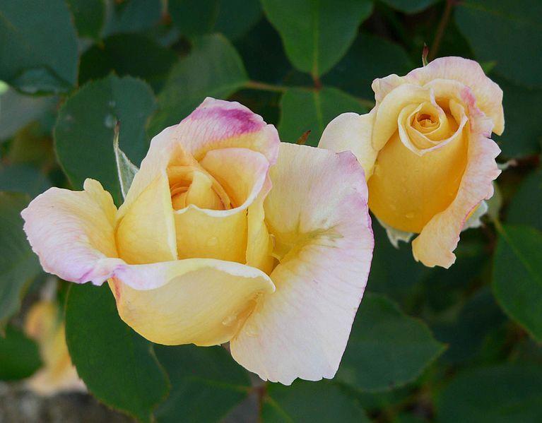 Photo of Rose (Rosa 'Lemon Spice') uploaded by robertduval14