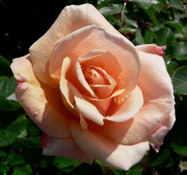 Photo of Rose (Rosa 'Folksinger') uploaded by robertduval14