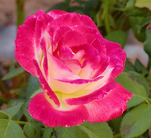 Photo of Hybrid Tea Rose (Rosa 'Double Delight') uploaded by robertduval14