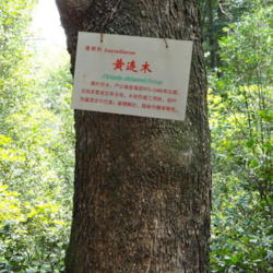 Location: Kunming Botanical Garden, Kunming, Yunnan, China.
Date: August