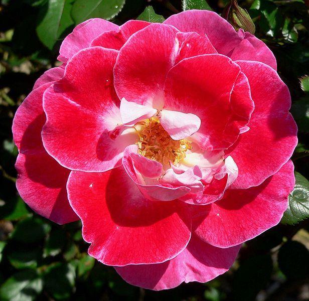 Photo of Rose (Rosa 'Old Master') uploaded by robertduval14