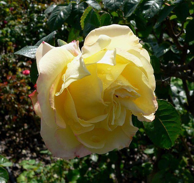 Photo of Rose (Rosa 'Peer Gynt') uploaded by robertduval14