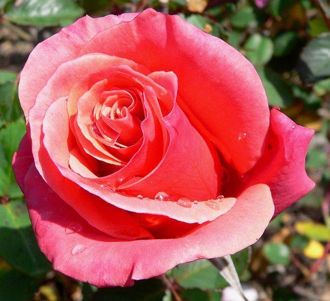 Photo of Rose (Rosa 'Honeysweet') uploaded by robertduval14