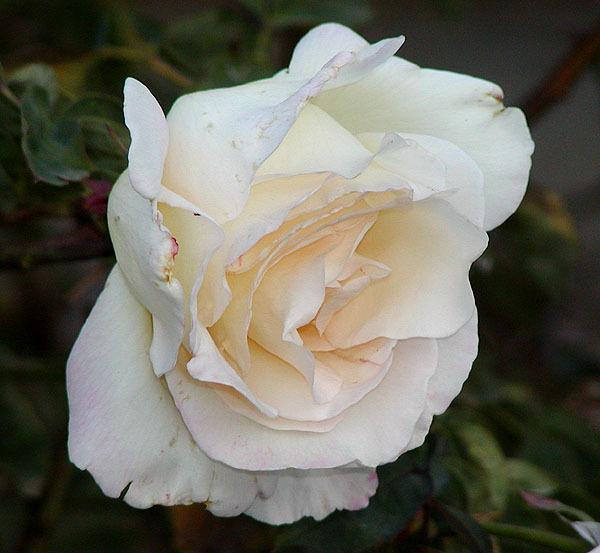 Photo of Hybrid Tea Rose (Rosa 'Garden Party') uploaded by robertduval14