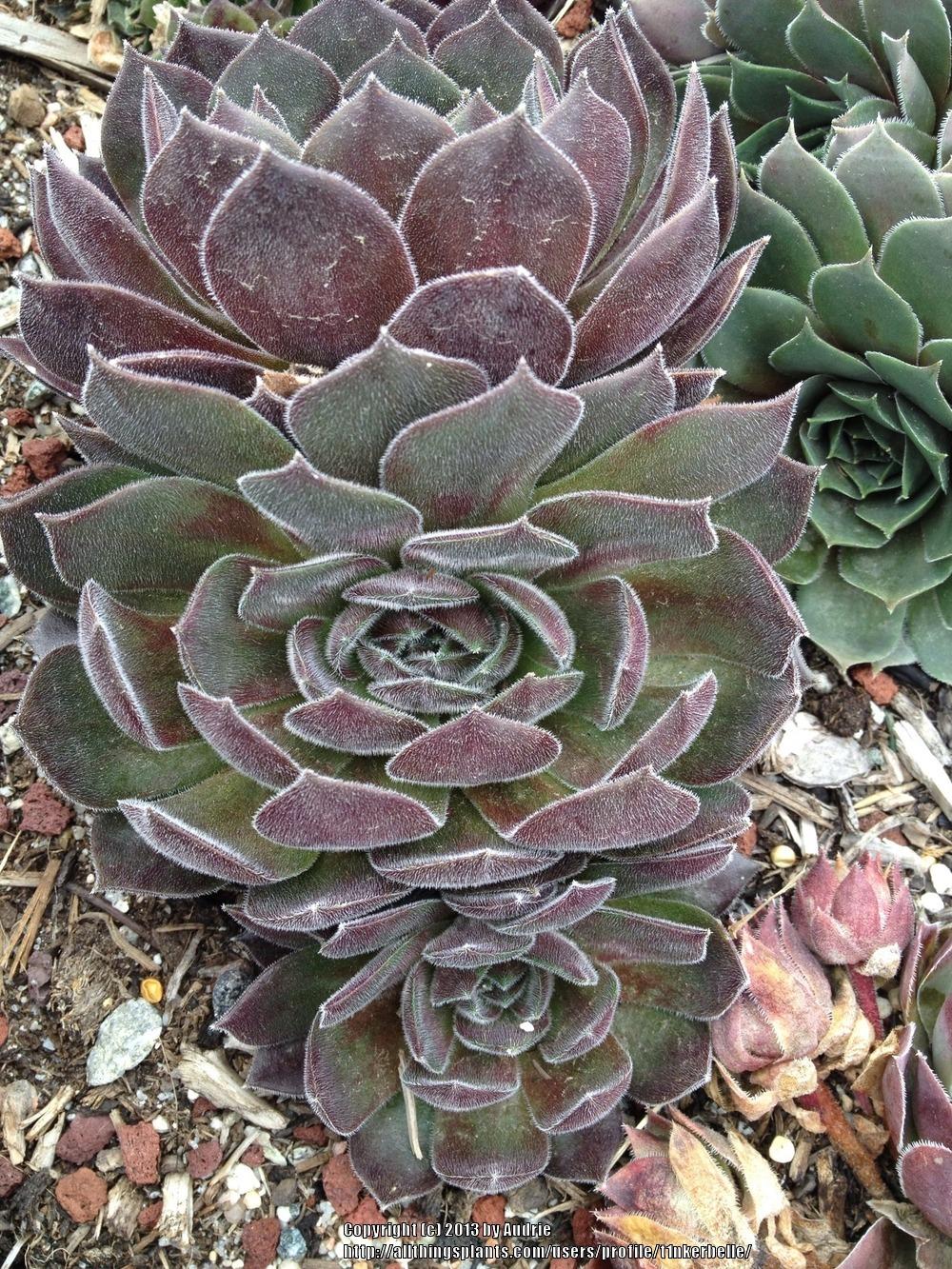 Photo of Hen and Chicks (Sempervivum 'Cleveland Morgan') uploaded by t1nkerbelle