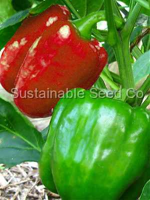 Photo of Bell Pepper (Capsicum annuum 'Yolo Wonder') uploaded by vic