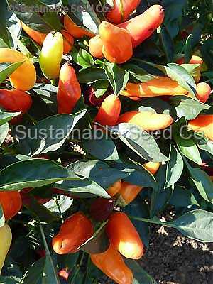 Photo of Sweet Pepper (Capsicum annuum 'Sweet Pickle') uploaded by vic