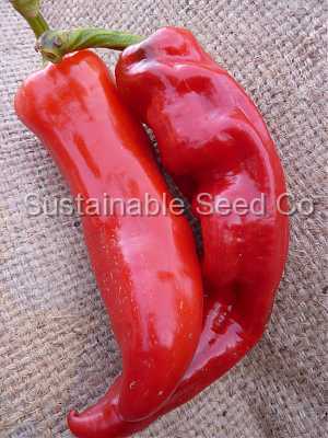 Photo of Cowhorn Pepper (Capsicum annuum 'Corno di Toro') uploaded by vic