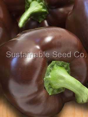 Photo of Bell Pepper (Capsicum annuum 'Chocolate Beauty') uploaded by vic